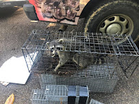 Nations Wildlife Removal - Photo 5 - Car repair in Florence, MS, Jackson