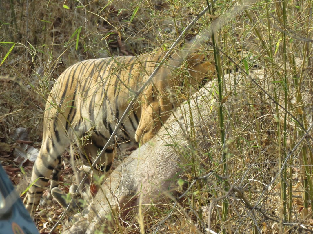 Tadoba Junona Gate