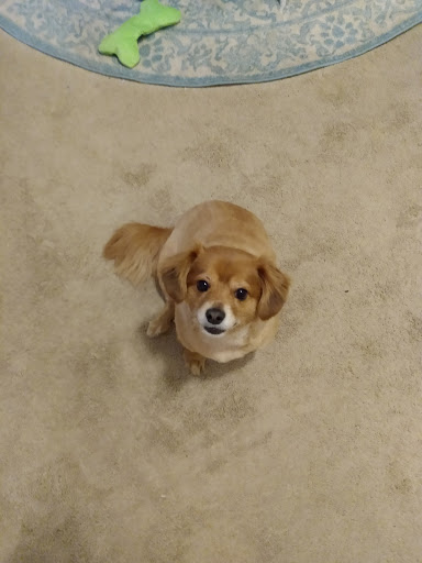 Pet Supply Store «Pet Supplies Plus», reviews and photos, 3340 Sheridan Dr, Amherst, NY 14226, USA