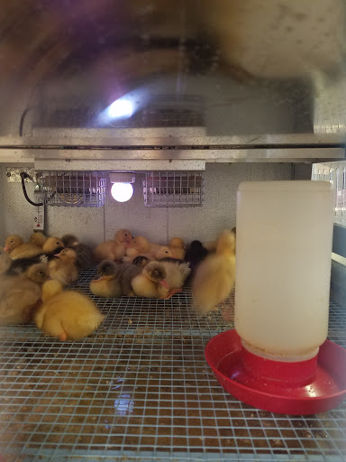 Pet Supply Store «Blue Seal Feeds Inc», reviews and photos, 876 Stillwater Ave # 1, Bangor, ME 04401, USA