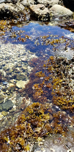 Garden «Lynch Park Rose Garden», reviews and photos, Lynch Park, Beverly, MA 01915, USA