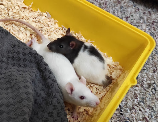 Pet Supply Store «Petco Animal Supplies», reviews and photos, 13127 N Dale Mabry Hwy, Tampa, FL 33618, USA