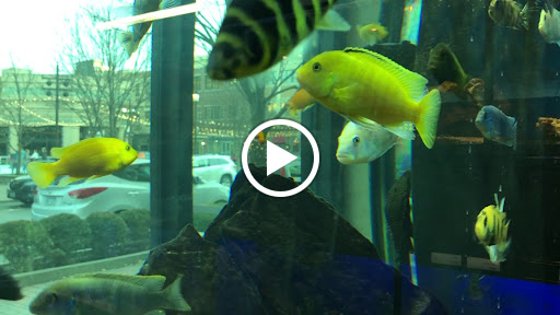 Tropical Fish Store «Picasso Exotic Aquatics», reviews and photos, 11560 Ash St, Leawood, KS 66211, USA