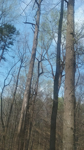 Nature Preserve «Fernbank Forest», reviews and photos, 767 Clifton Rd, Atlanta, GA 30307, USA