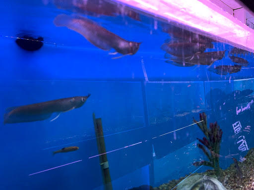 Pet Store «Pet World», reviews and photos, 7173 W Broward Blvd, Plantation, FL 33317, USA