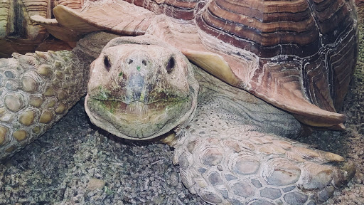 Pet Store «Tye-Dyed Iguana - Reptiles», reviews and photos, 1905 W U.S. 50, Fairview Heights, IL 62208, USA