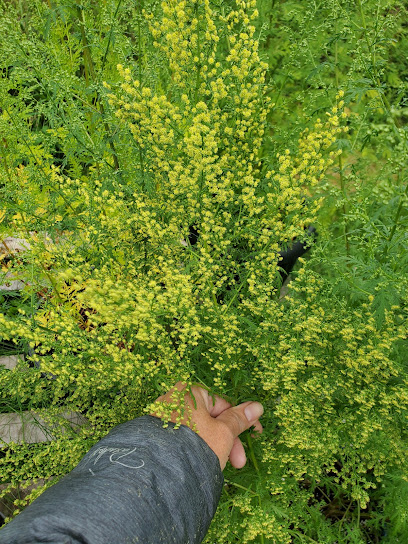 Artemisia Saguenay