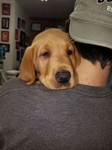 Pet Supply Store «Cheshire Cat & Dog Too», reviews and photos, 1320 Waterbury Rd, Cheshire, CT 06410, USA