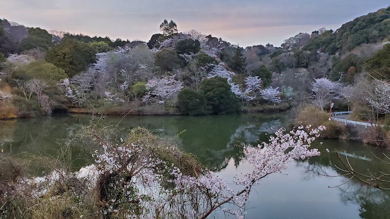 動鳴気峡の桜