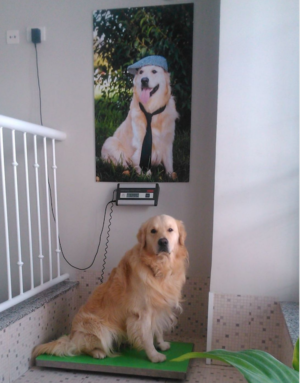 Imagen de Clínica Veterinaria Sant Marc (6 de 8)