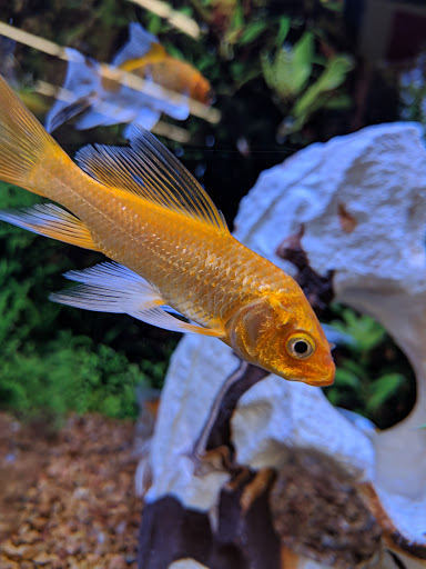 Pet Store «PetSmart», reviews and photos, 17150 Ventura Blvd, Encino, CA 91316, USA