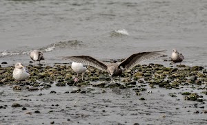 Saltwater State Park - photo 46