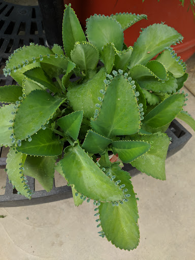 Garden Center «Winnisquam Agway», reviews and photos, 304 Daniel Webster Hwy, Belmont, NH 03220, USA