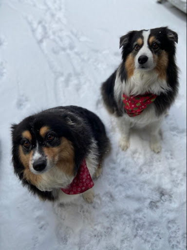 Pet Supply Store «Petco Animal Supplies», reviews and photos, 169 Brooklawn St, Farragut, TN 37934, USA