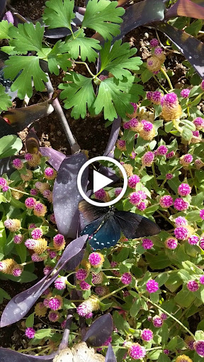 Botanical Garden «Desert Botanical Garden», reviews and photos, 1201 N Galvin Pkwy, Phoenix, AZ 85008, USA