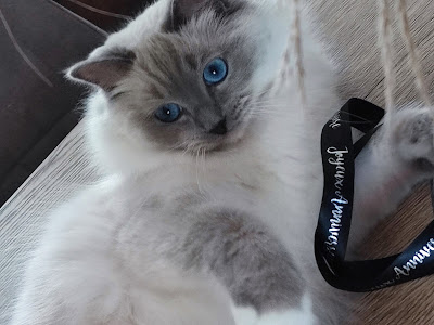 Chatterie des Poupine'll à Couffé