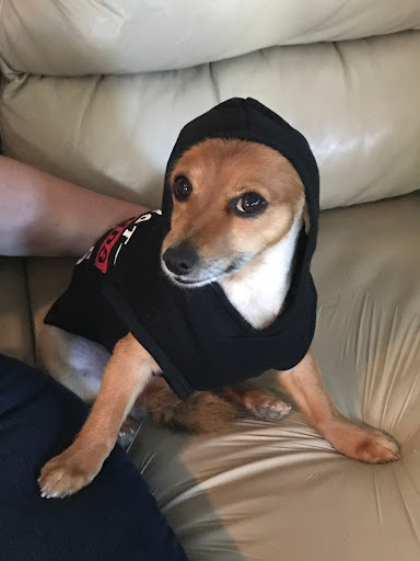 Pet Store «Pets 4 All», reviews and photos, 167 Main St, Rio Vista, CA 94571, USA