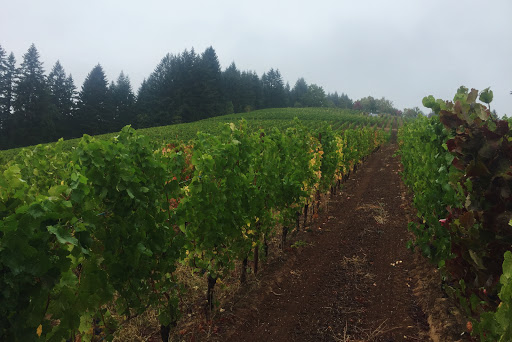 Winery «Lenne», reviews and photos, 18760 NE Laughlin Rd, Yamhill, OR 97148, USA