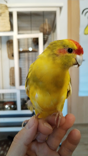 Dr.med.vet. Annika Schneeganß unter Bad Dürkheim, 