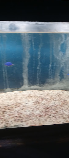 Pet Store «Leesburg Pet Center», reviews and photos, 959 N 14th St, Leesburg, FL 34748, USA