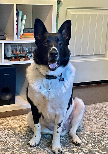 Pet Store «Hollywood Feed - Memphis, TN - Broad», reviews and photos, 2648 Broad Ave, Memphis, TN 38112, USA