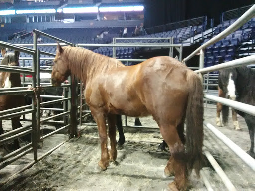 Arena «Bridgestone Arena», reviews and photos, 501 Broadway, Nashville, TN 37203, USA