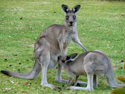 Photos of Grampians View Cottages & Units