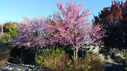 Electronics Store «Best Buy», reviews and photos, 1315 Scheels Drive, Sparks, NV 89434, USA