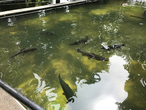 Winery «Chateau Ste. Michelle Winery», reviews and photos, 14111 NE 145th St, Woodinville, WA 98072, USA