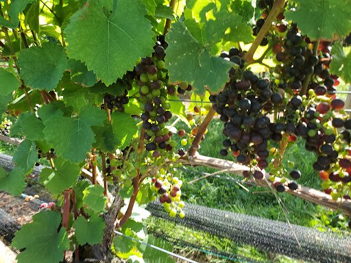 Winery «Beneduce Vineyards», reviews and photos, 1 Jeremiah Ln, Pittstown, NJ 08867, USA