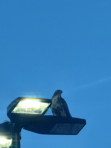 Department Store «Walmart Supercenter», reviews and photos, 1725 New Hope Church Rd, Raleigh, NC 27609, USA