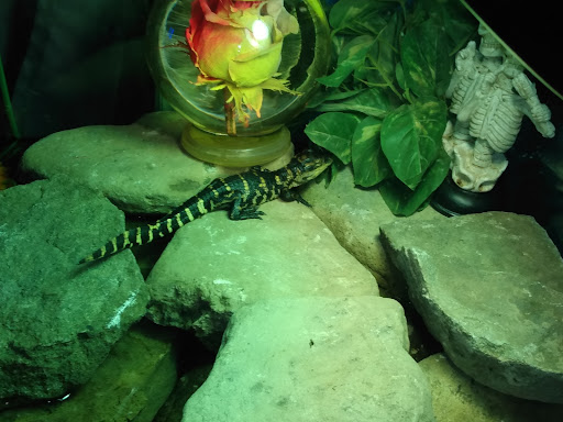 Pet Store «Petfection Exotic Pet Specialist», reviews and photos, 2989 PA-611 Suite 102, Tannersville, PA 18372, USA