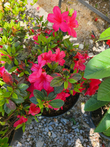 Flea Market «Parkland Flea Market & Restaurant», reviews and photos, 4994 Murfreesboro Rd, Lebanon, TN 37090, USA