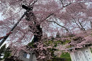 高田の桜 image