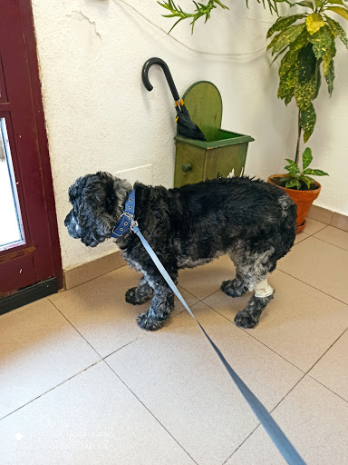 Clínica Veterinaria Becerril en Becerril de la Sierra