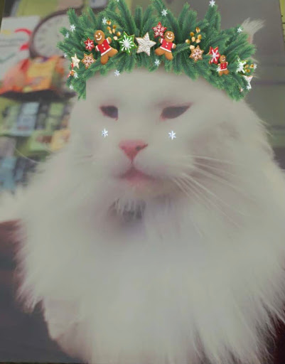 Pet Supply Store «Animal Krackers Inc», reviews and photos, 232 Main St, Gloucester, MA 01930, USA