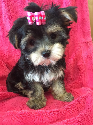 Pet Store «La Bone Pet Spa», reviews and photos, 8739 Stirling Rd, Cooper City, FL 33328, USA