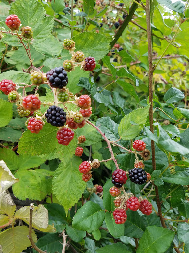 General Store «Skamania General Store & Beacon Rock Cafe», reviews and photos, 33001 WA-14, Stevenson, WA 98648, USA