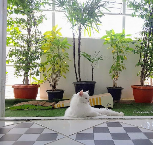โรงแรมแมว​Cat​ hotel Bangkok(รับฝากเลี้ยงแมว)
