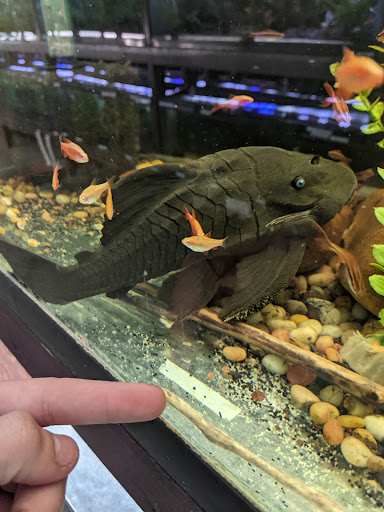 Pet Store «Forest Lake Pets», reviews and photos, 120 Lake St N, Forest Lake, MN 55025, USA