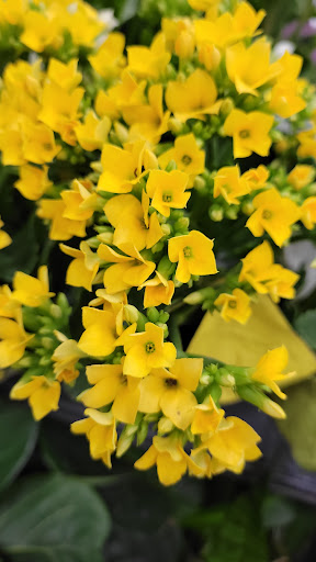 Home Improvement Store «The Home Depot», reviews and photos, 475 Commack Rd, Deer Park, NY 11729, USA