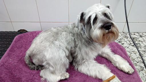 Cinos Veterinaris en Malgrat de Mar