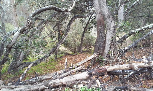 Public Golf Course «Morro Bay Golf Course», reviews and photos, 201 State Park Rd, Morro Bay, CA 93442, USA