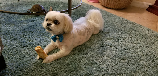 Pet Groomer «Woof Gang Bakery & Grooming, The Villages», reviews and photos, 3682 Meggison Rd, The Villages, FL 32163, USA