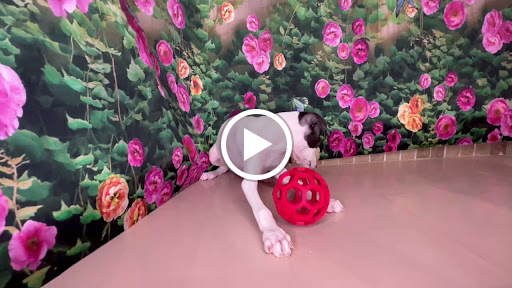 Pet Store «Puppy Love», reviews and photos, 4802 Valley View Blvd NW Uf290, Roanoke, VA 24012, USA