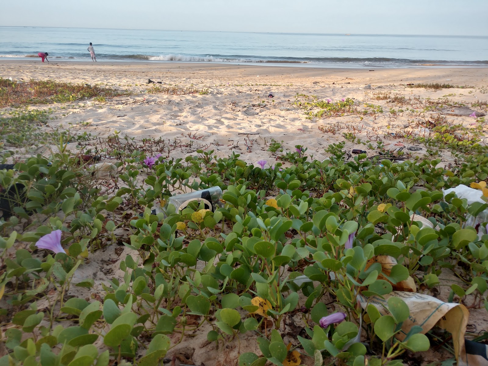 Fotografija Alivekodi Beach nahaja se v naravnem okolju