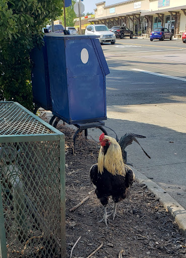 Florist «Bella Fiore Designs», reviews and photos, 10135 Fair Oaks Blvd, Fair Oaks, CA 95628, USA