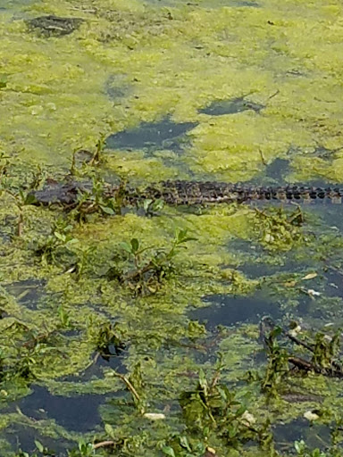 Park «Riverfront Park», reviews and photos, 5 N Water St, Wilmington, NC 28401, USA