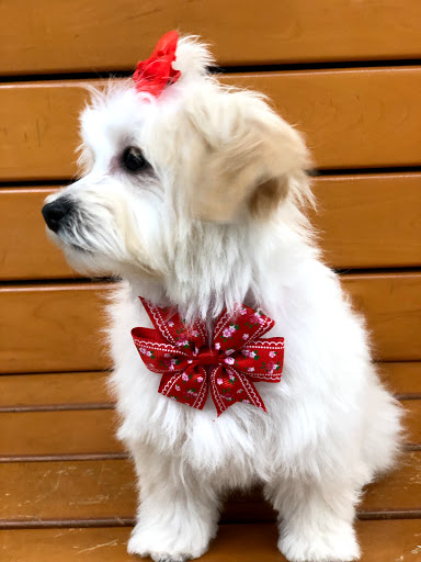 Pet Supply Store «PetSmart», reviews and photos, 290 S Broadway, Salem, NH 03079, USA