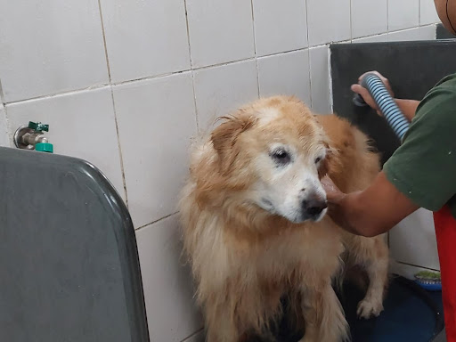 Clínica Veterinária Costa Carvalho em São Paulo - SP